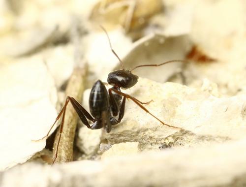 Cataglyphis sp.